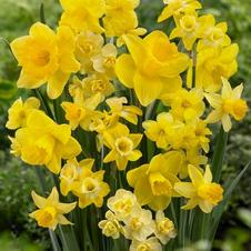 Daffodil long lasting 'Amsterdam Mixture'