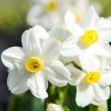 Paperwhite tazetta 'Paperwhite Wintersun'