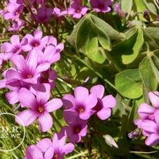 Oxalis Adenophylla