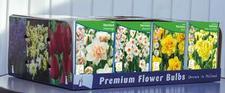 Daffodil double & bunch flowering Unit 450