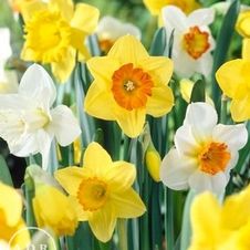 Daffodil long-lasting 'Longstem Mixture'