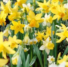 Daffodil long-lasting 'Shortstem Mixture'