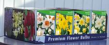 Daffodil trumpet Unit 440