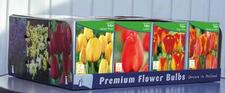 Tulip darwin hybrid Unit 418