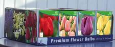 Tulip single late Unit 414