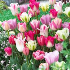 Tulip long-lasting 'Sweet Pink Mixture'