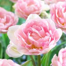 Tulip mix Angelique & Mount Tacoma