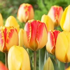 Tulip mix Golden Apeldoorn & Banja Luka