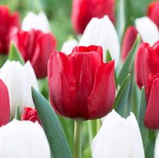Tulip mix Ile de France & Inzell
