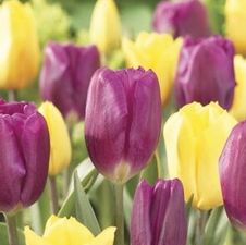Tulip mix Purple Flag & Yellow Flight