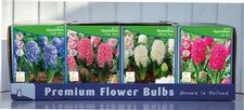 Hyacinth Orientalis Unit 401