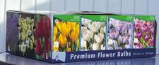 Crocus Large Flowering Unit 471