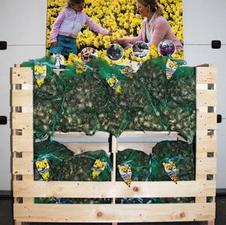  Daffodil Jumbo Bag Display