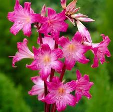  Amaryllis Belladonna