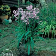  Amacrynum Howardii