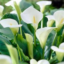  Calla Aethiopica