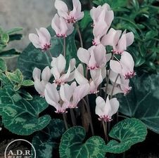  Cyclamen Persicum