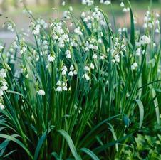  Leucojum Gravity Giant