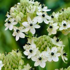  Ornithogalum Arabicum
