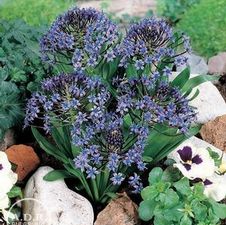  Scilla Peruviana