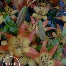 Lily Asiatic 'Cancun'