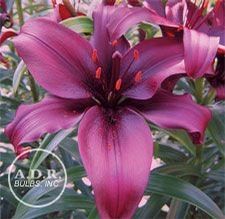 Lily Asiatic 'Dimension'