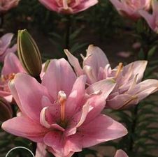 Lily Double Asiatic 'Elodie'