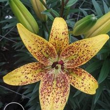 Lily Asiatic 'Grafitty'