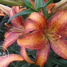 Lily Asiatic 'Kentucky'
