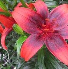 Lily Asiatic 'Olina'