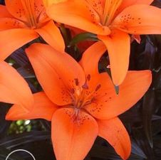 Lily Asiatic 'Tresor'