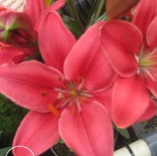 Lily Asiatic 'Buzzer'