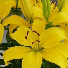 Lily Asiatic 'Fancy Joy'