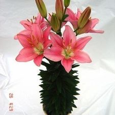 Lily Asiatic 'Foxtrot'