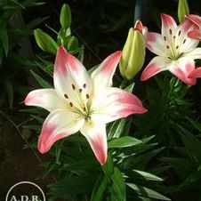 Lily Asiatic 'Lollypop'