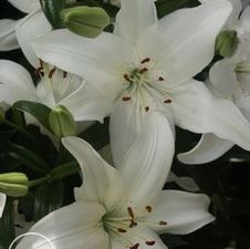 Lily Asiatic 'New Wave'