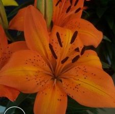 Lily Asiatic 'Orange Pixie'