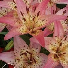 Lily Asiatic 'Pink Pixie'