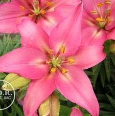 Lily Asiatic 'Rosanda'