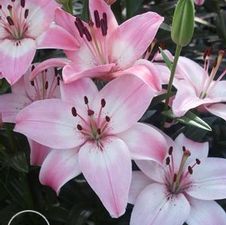 Lily Asiatic 'Vermeer'