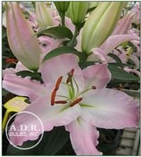 Lily Oriental 'Acoustic'