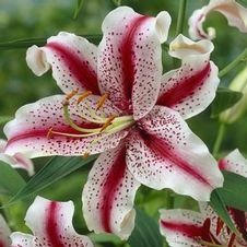 Lily Oriental 'Dizzy'