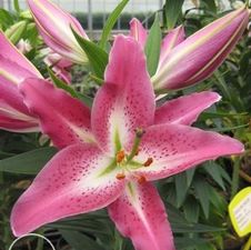 Lily Oriental 'Entertainer'