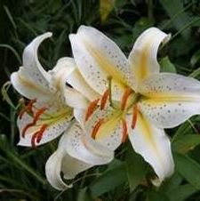 Lily Oriental 'Garden Party'