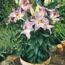 Lily Oriental 'Rosy Dimple'
