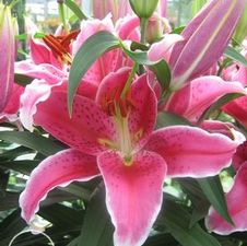 Lily Oriental 'Show Winner'