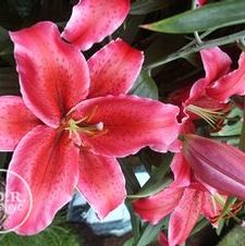 Lily Oriental 'Corvara'