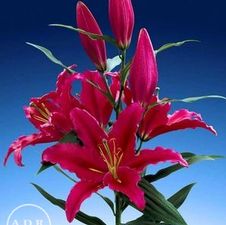 Lily Oriental 'El Santo'