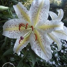Lily Oriental 'Gold Band'