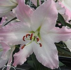 Lily Oriental 'Lake Michigan'